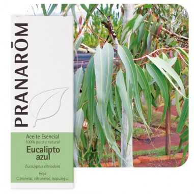 Eucalipto Azul Aceite Esencial 10ml Pranarom Pranarôm - 1